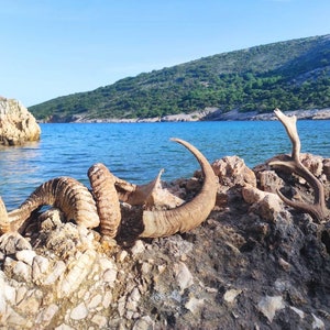 The *Found in the Forest* Horns and antlers | From Mediterranean Island | Ram Horns and fallow deer sheds