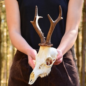 Reh Schädel, Reh Schädel, Wald Dekor, Einzigartige Geweih Form