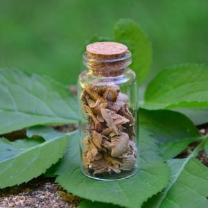 Puede incluir: Una pequeña botella de vidrio transparente llena de material vegetal seco de color marrón claro, sellada con un tapón de corcho. La botella se encuentra sobre un lecho de hojas verdes grandes, con un fondo verde borroso.