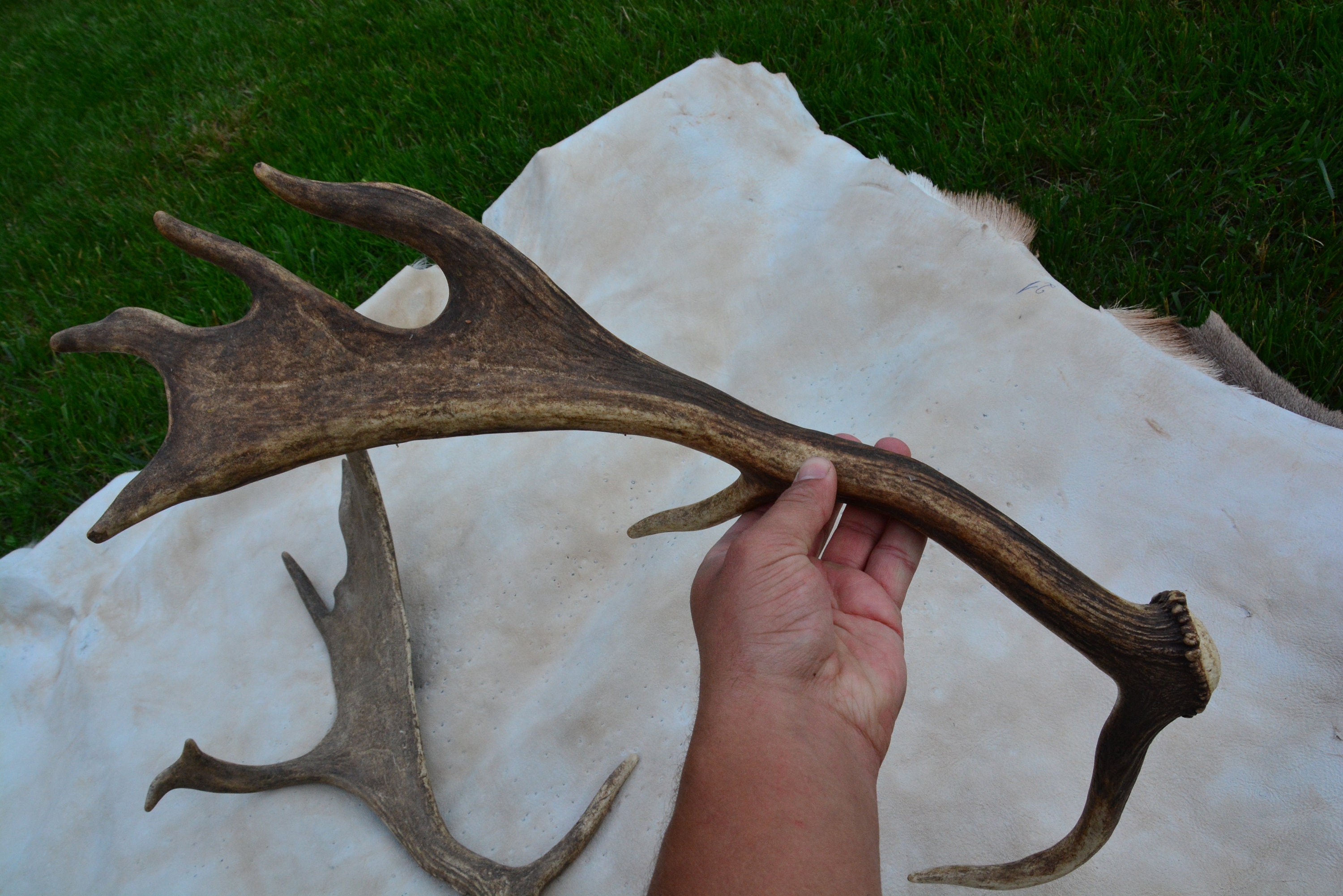 The Fallow Deer Antler NATURAL Shed Antlers Price per Etsy