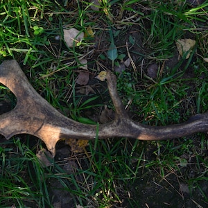 Peut inclure: Un bois de cerf tombé repose sur un lit d'herbe verte et de feuilles mortes. Le bois est de couleur marron clair avec de multiples pointes et une forme incurvée. L'objet naturel est un élément décoratif.