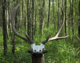Fallow Deer Antler Trophy: Real Antlers on Metal Skull & Wooden Plaque