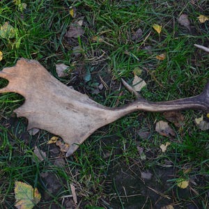 Op de afbeelding: Een afgeworpen herten geweistak ligt op een bed van groen gras en gevallen bladeren. De geweistak is lichtbruin met een grote, platte schoep en een gebogen tak. De achtergrond is een mix van groen en bruin.