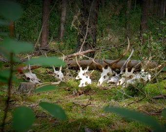 Red Deer Skull: Authentic Forest Find from Europe