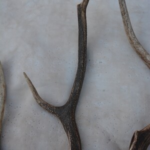 May include: Three antler sheds, two are light brown and one is dark brown. The antlers are on a light gray background.