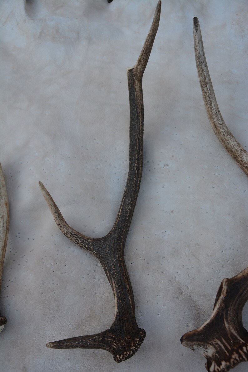 May include: Three antler sheds, two are light brown and one is dark brown. The antlers are on a light gray background.
