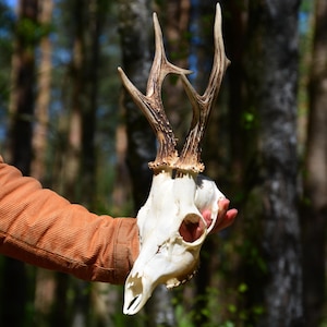 Reh Schädel mit Geweih: Europäischer Wald Rustikal Dekor