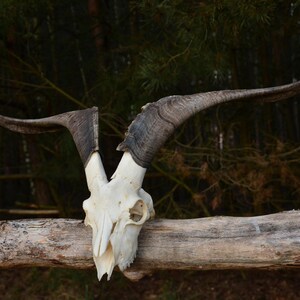 May include: A white animal skull with long, curved, dark brown horns. The skull is resting on a light brown wooden log.