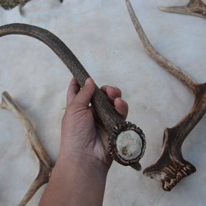 May include: A collection of deer antlers, including one antler with a polished base. The antlers are a natural brown color and have a rough texture.