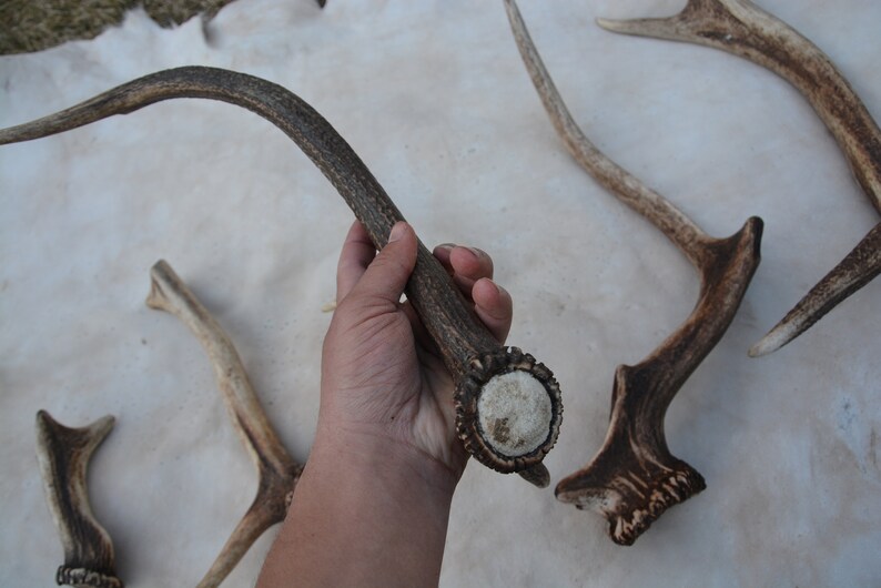 May include: A collection of deer antlers, including one antler with a polished base. The antlers are a natural brown color and have a rough texture.