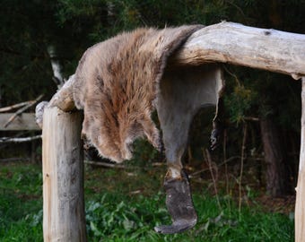 Pelle di castoro / Castoro europeo (Castor fieber) Dalle foreste polacche, regalo unico