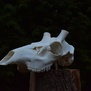 Red deer skull without antlers (Cervus elaphus)