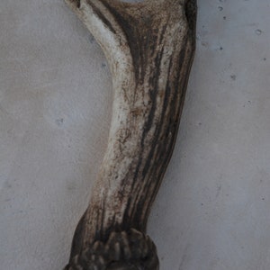 May include: A light brown antler with a rough, textured surface. The antler has a dark brown base and a lighter brown tip.