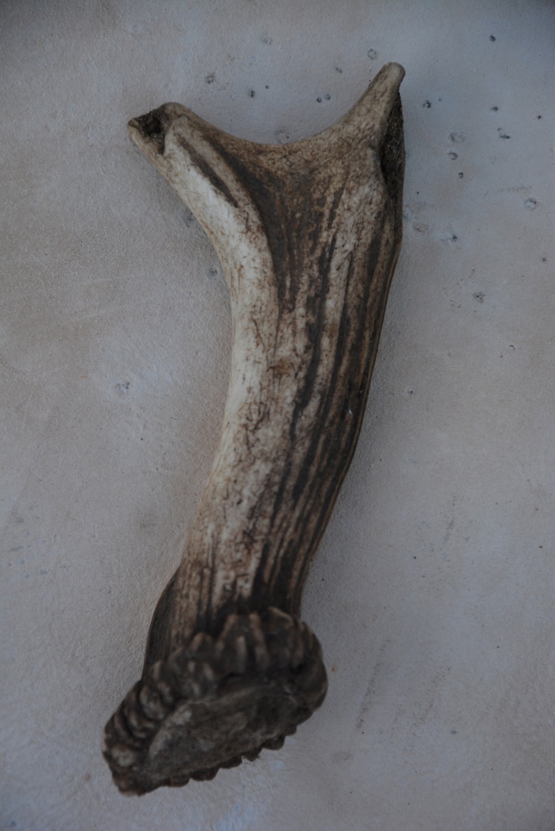 May include: A light brown antler with a rough, textured surface. The antler has a dark brown base and a lighter brown tip.