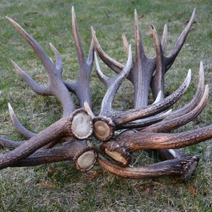 Real Red Deer Antlers (10kg/22lb): Natural Craft & Decor
