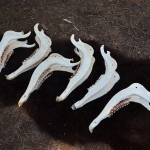 Deer JAWBONE, real red deer jaw, Huge! For knife handles, crafts, ART, coming from European forests, Elk, wapiti deer jaw, Cervus elaphus