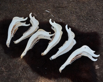 Red Deer Jawbone: Large Bone for Knife Handles & Art