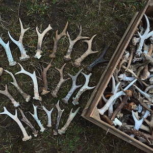 Real Roe Deer Antlers: Naturally Shed, Weathered Rustic Decor