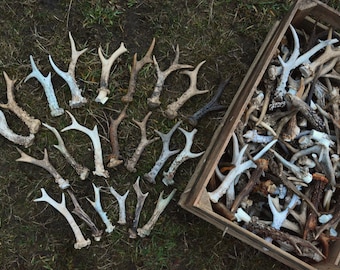 Vere corna di capriolo: decorazioni rustiche naturalmente perse e invecchiate