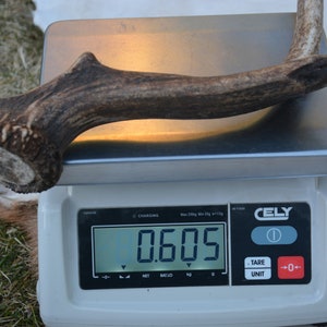 May include: A brown antler on a digital scale that reads 0.605. The scale is white with a black digital display and a red button labeled "0".