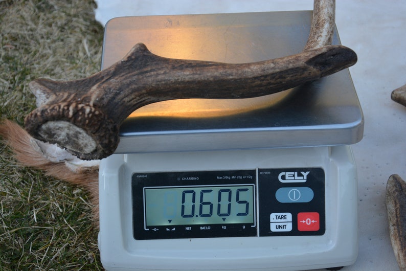 May include: A brown antler on a digital scale that reads 0.605. The scale is white with a black digital display and a red button labeled "0".
