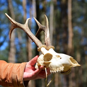 Einzigartiger Reh Schädel mit Geweih: Rustikales Wald Dekor