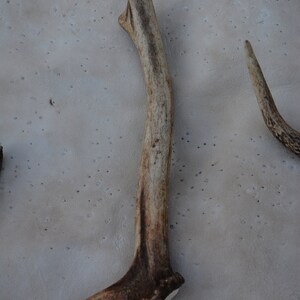 May include: A light brown antler with a smooth, polished surface. The antler is curved and has a pointed tip. The antler is lying on a light gray surface.