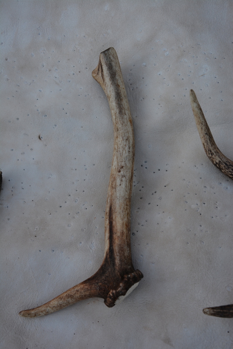 May include: A light brown antler with a smooth, polished surface. The antler is curved and has a pointed tip. The antler is lying on a light gray surface.