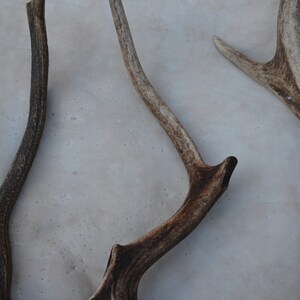 May include: Three brown antler sheds on a white background. The antlers are in various shapes and sizes.