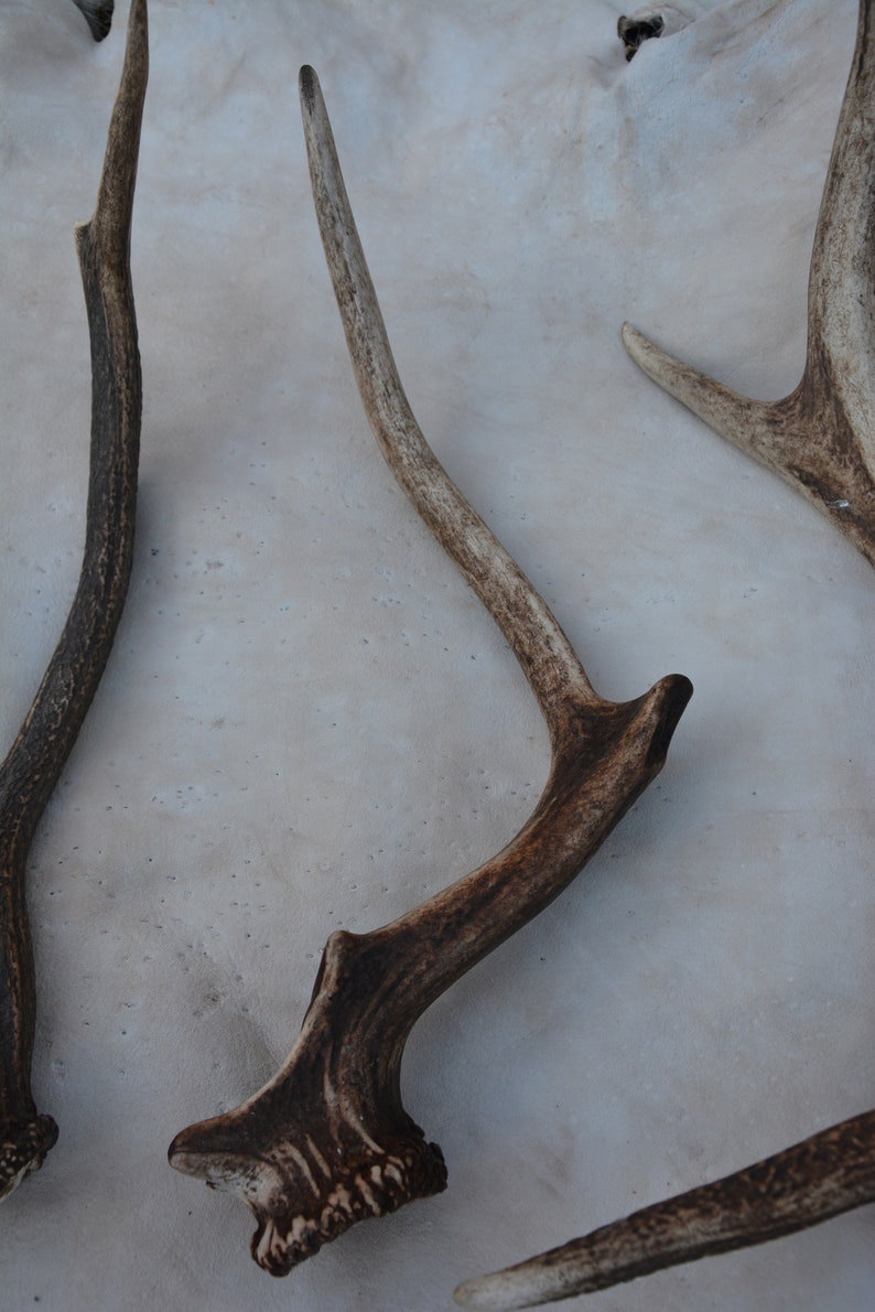 May include: Three brown antler sheds on a white background. The antlers are in various shapes and sizes.