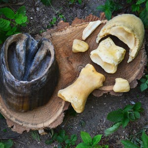 May include: An overhead shot of a horse hoof and several animal bones arranged on a wooden tree stump. The bones are a creamy yellow colour, and the hoof is dark brown with a textured surface. Green foliage surrounds the stump.