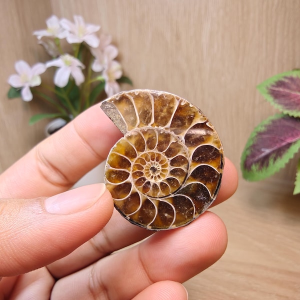 Ammonite Fossil | Lifeforce, Compassion, Positivity