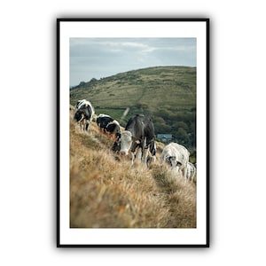 Highland Kuh Wandkunst, Highland Kuh Foto, Tier Poster, Bauernhof Tier Kunstdruck, minimalistische Wanddekoration, neutrale Wandkunst, botanische Wandkunst