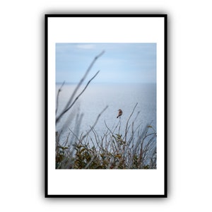 Druckbare Gras Wand Kunst | Bauernhaus Dekor, Gras Fotografie, rustikale Wohnkultur, Pampasgras Druck, Feldgras Foto, neutrale Töne