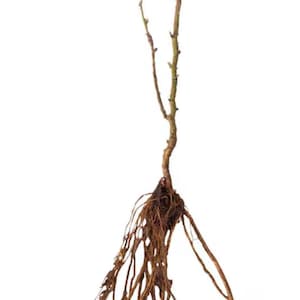 Puede incluir: Un tallo de planta desnudo con raíces expuestas. El tallo es marrón con pequeños brotes, y las raíces son una red de finos hilos marrones. La planta está sobre un fondo blanco liso.