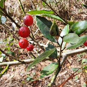 以下が含まれることがあります： 鮮やかな赤い実と緑の葉が付いた枝のクローズアップ。実は丸く、まとまって付いています。葉は楕円形で鮮やかな緑色です。背景はぼやけており、自然な屋外環境を示唆しています。