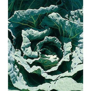 May include: Close-up of a cabbage head with large, textured, blue-green leaves. The leaves are tightly packed, forming a spiral pattern. The veins are visible, adding detail to the vegetable. The image is well-lit, highlighting the cabbage's texture and color.