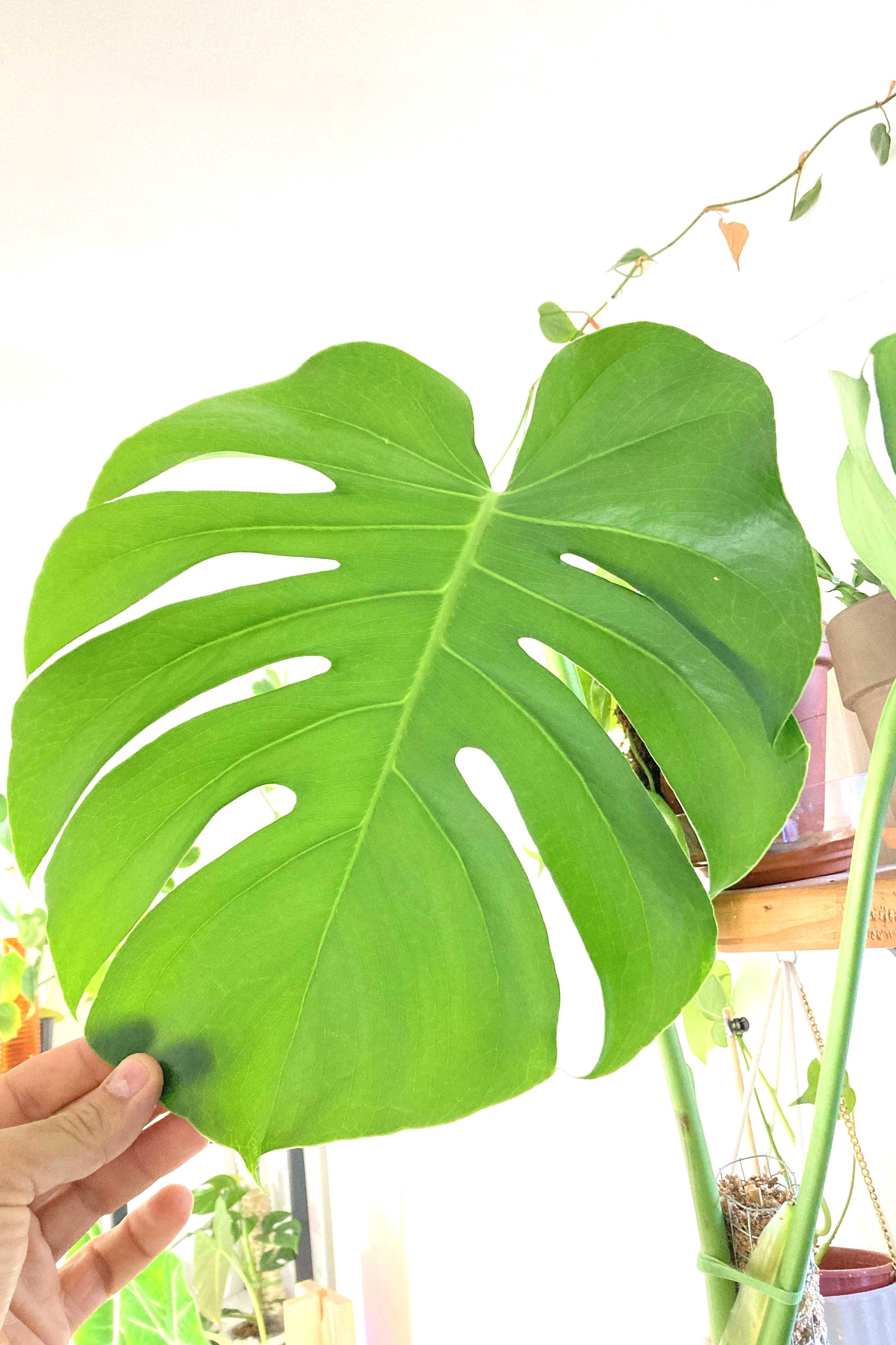 Monstera Deliciosa Fruit - Etsy