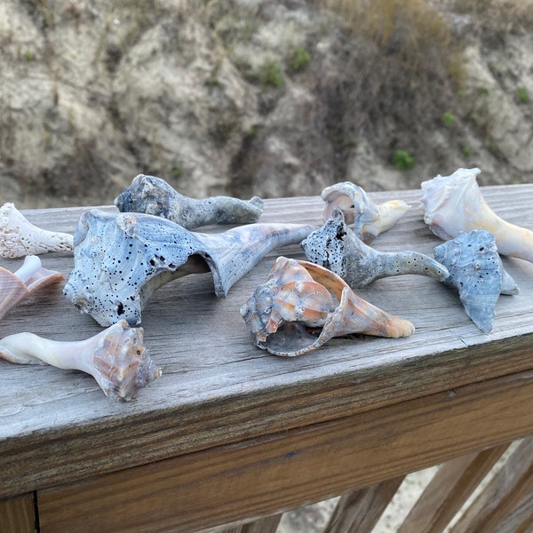 Broken Whelk Shells for Crafting Decor