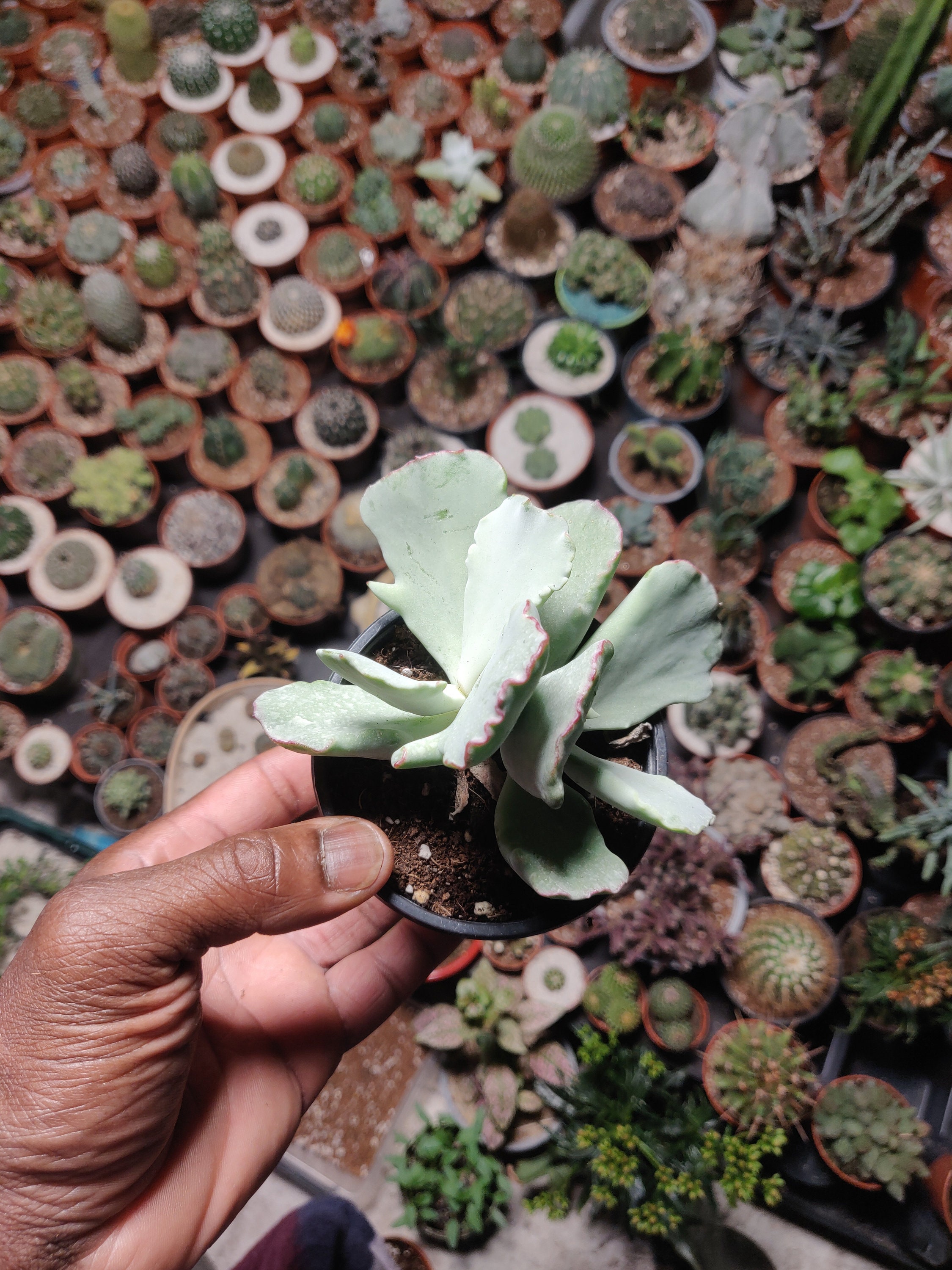 Cotyledon Coral'