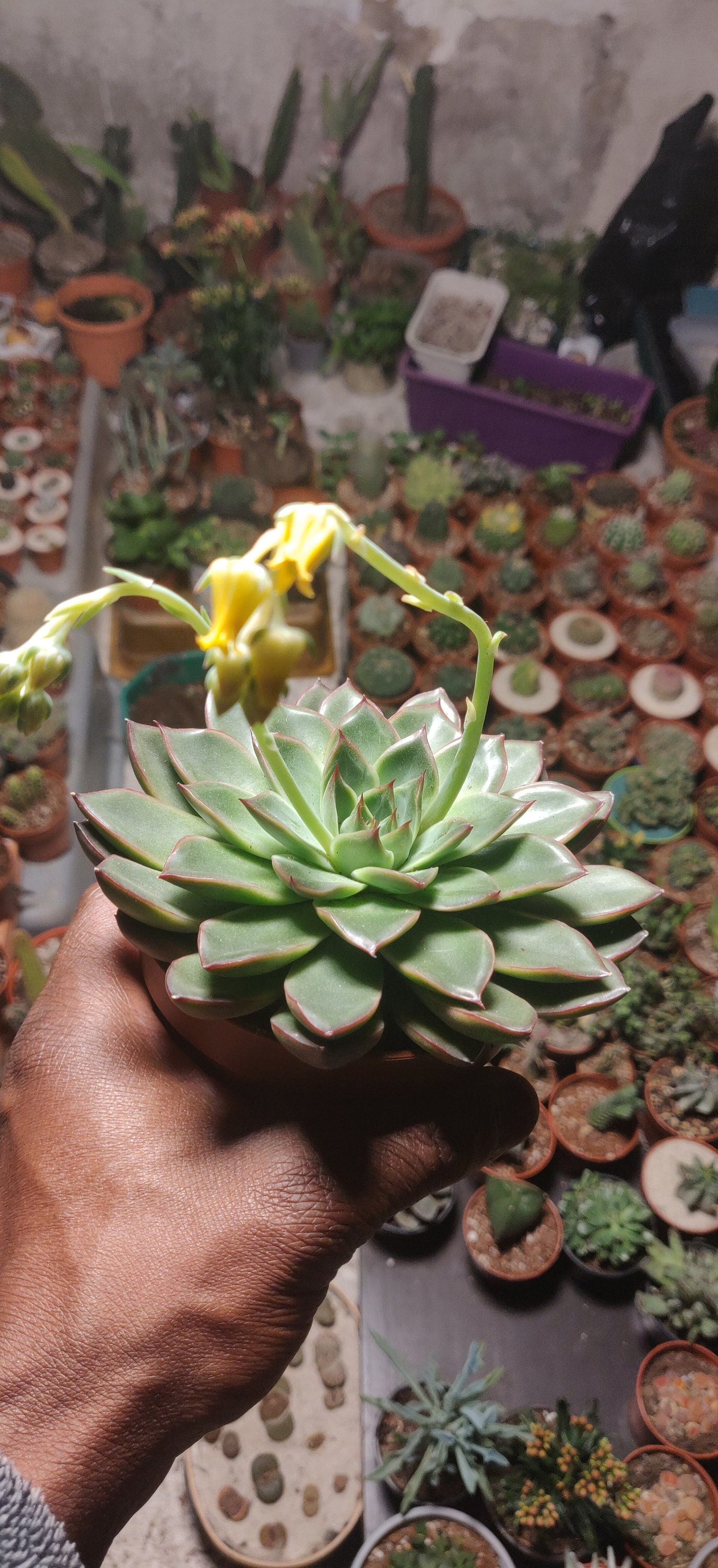 Echeveria Skat