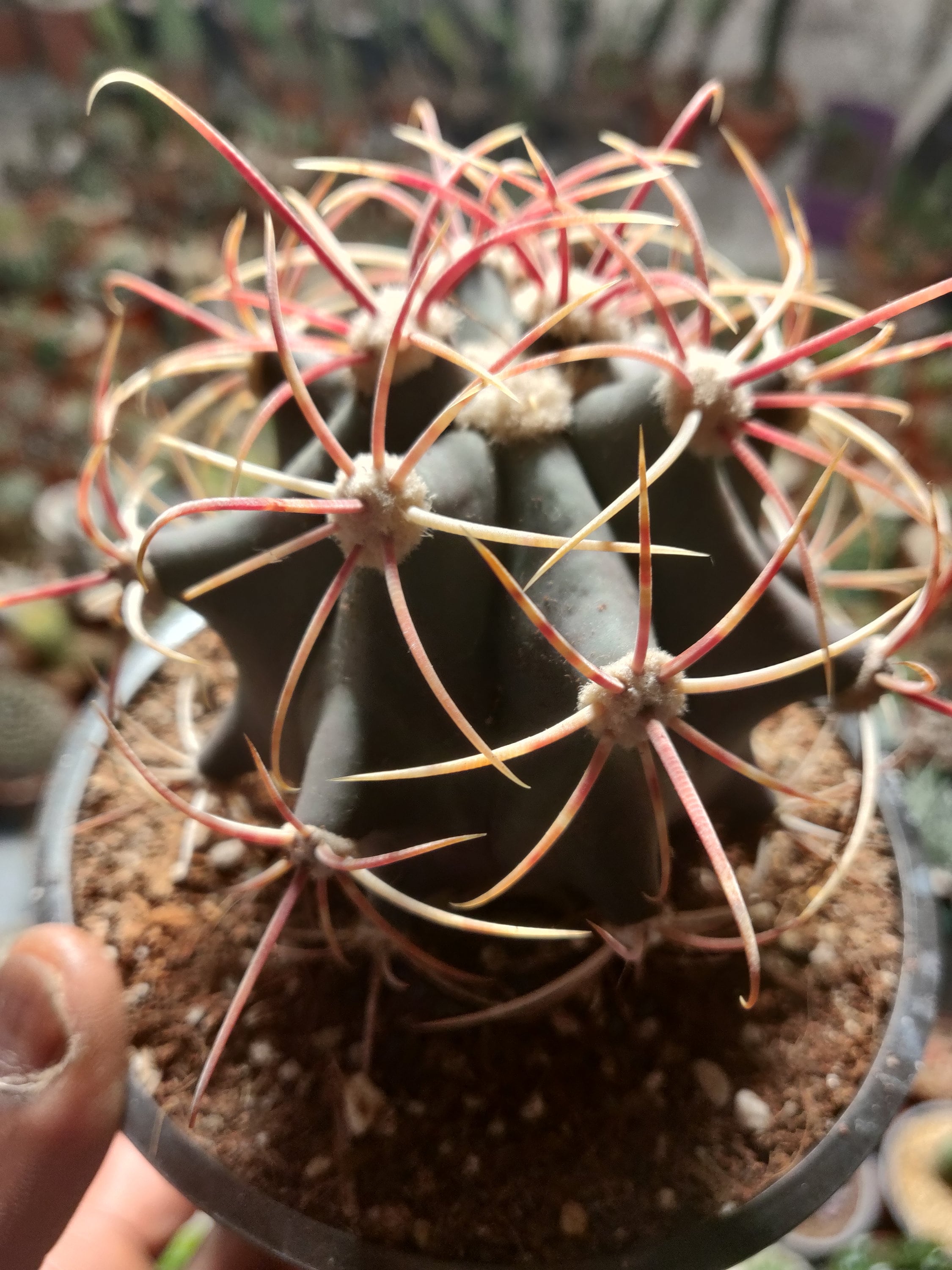 Ferocactus Rectispinus