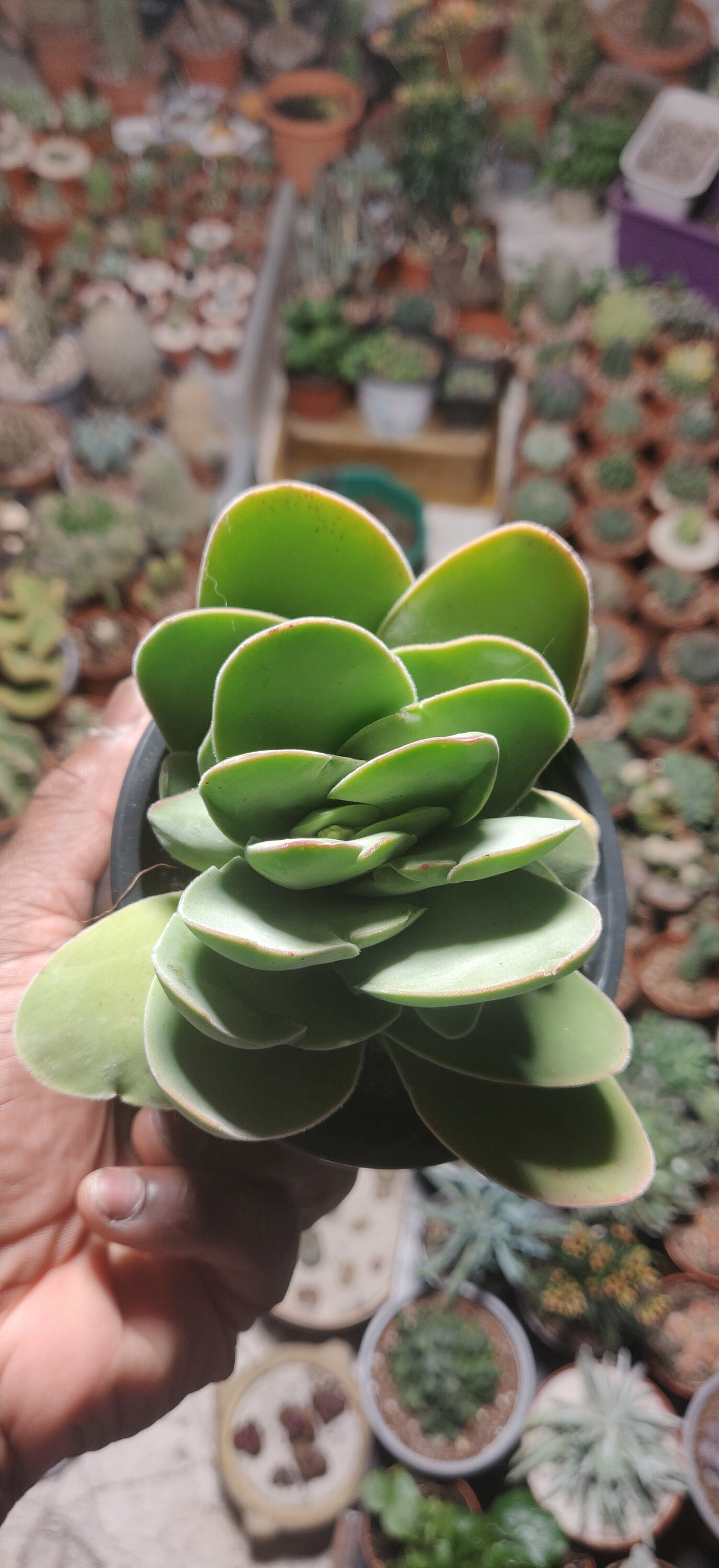 Crassula Cotyledonis Dubia