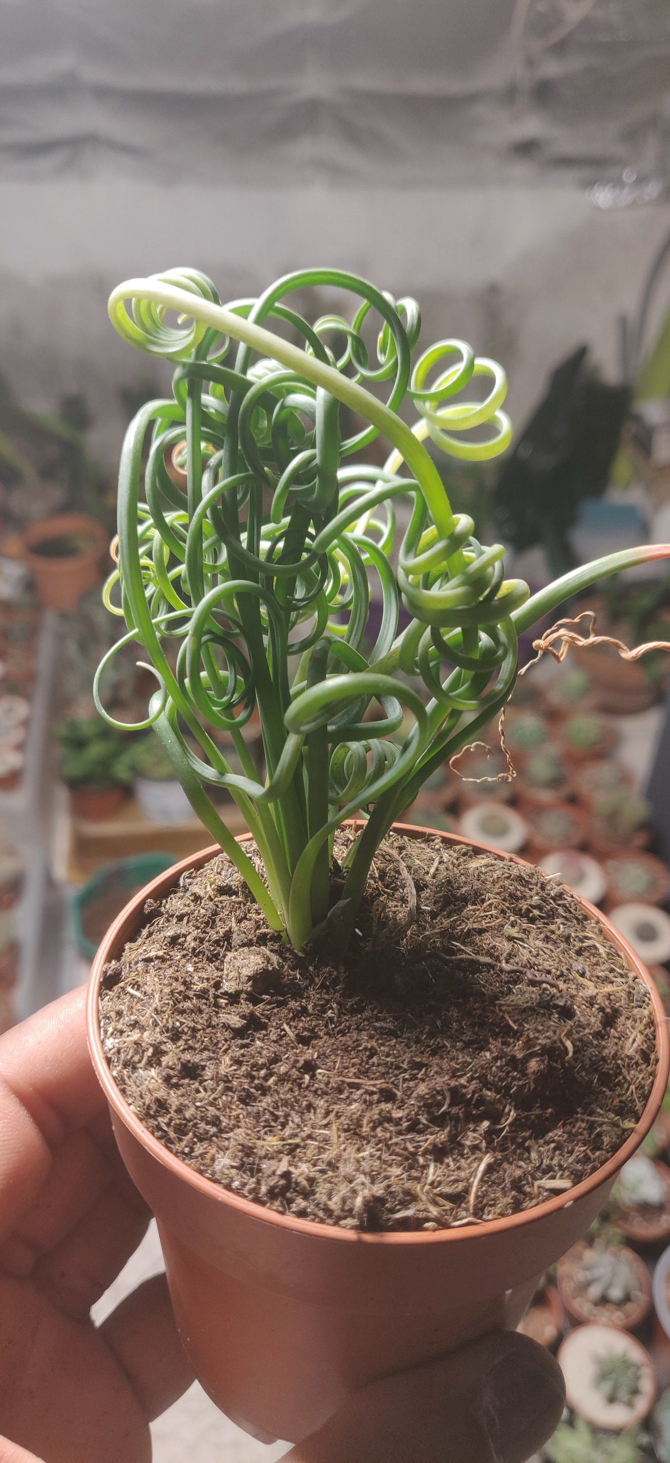 Albuca Spiralis