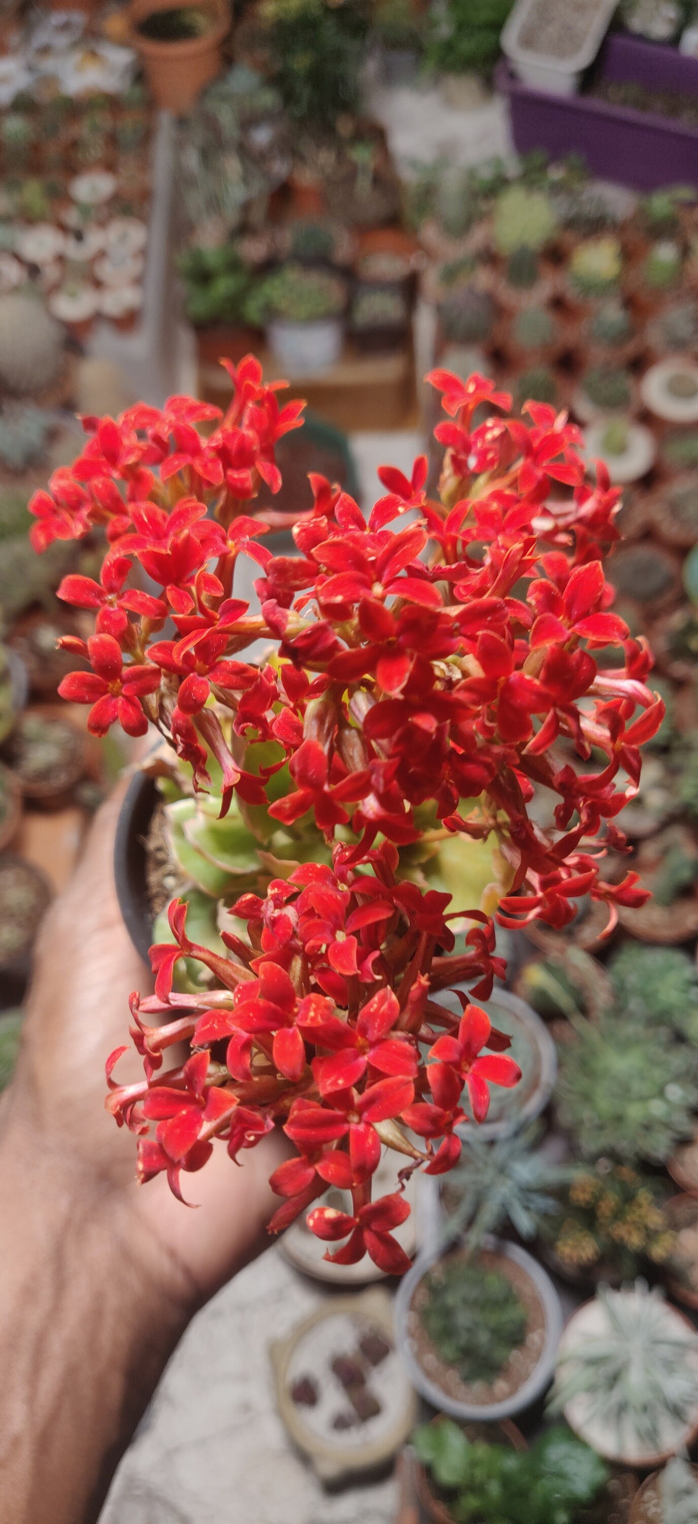 Kalanchoe Blossfeldiana