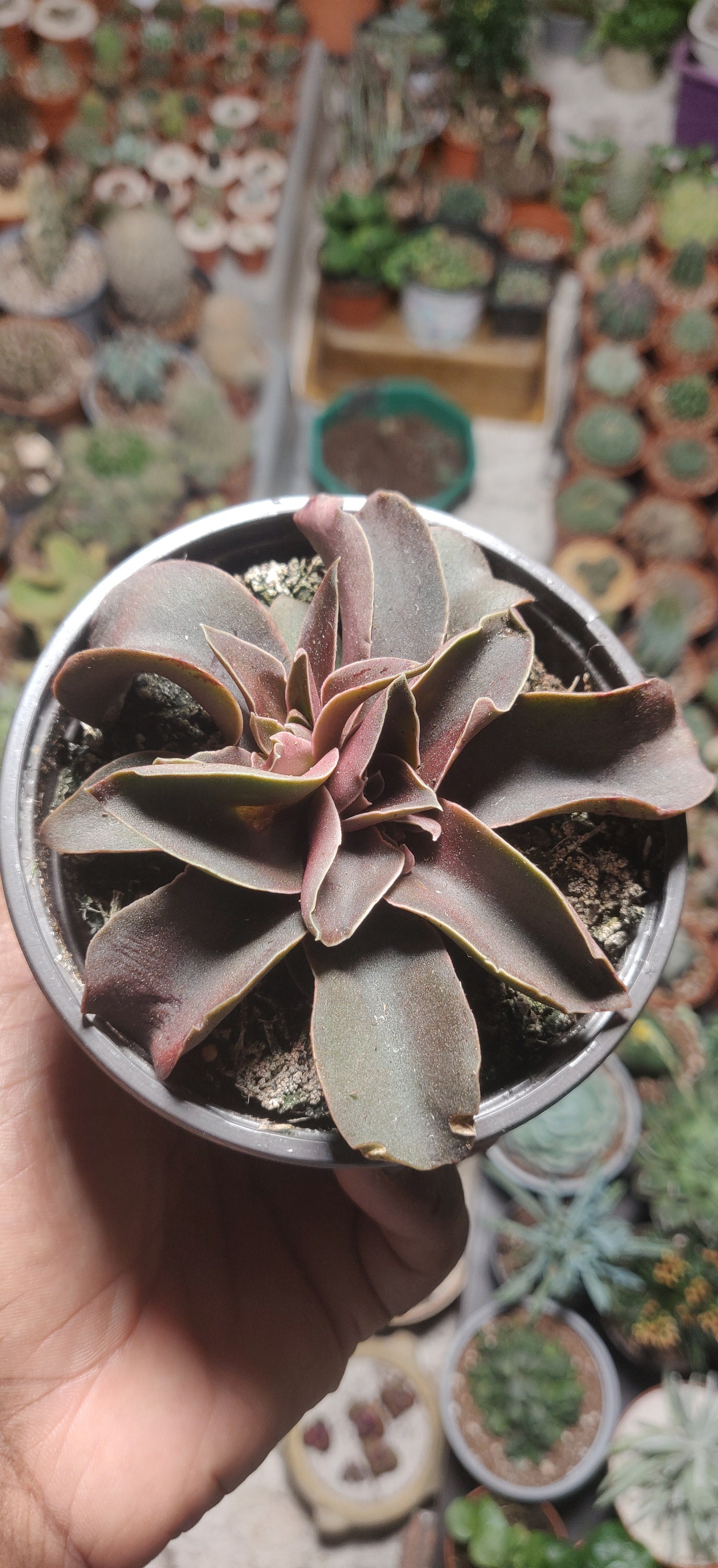 Echeveria Racemosa