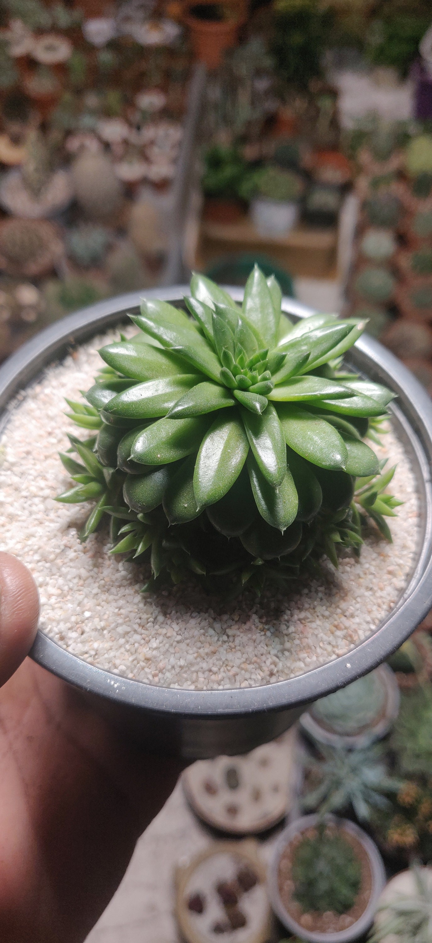 Orostachys Japonica