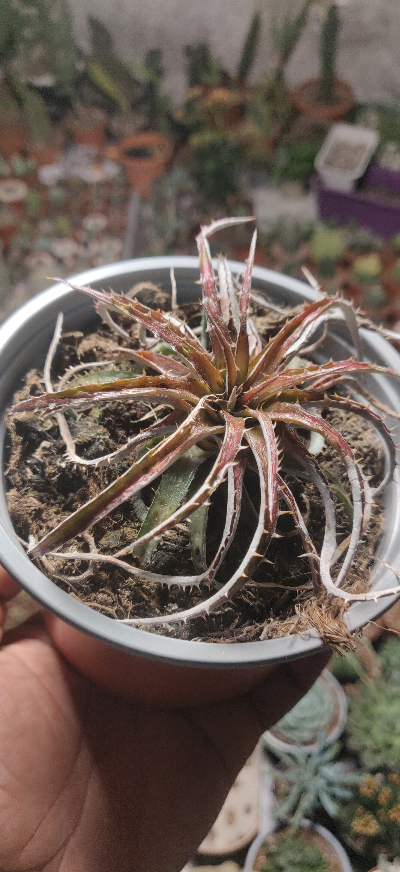 Dyckia Fosteriana Cherry Cola'