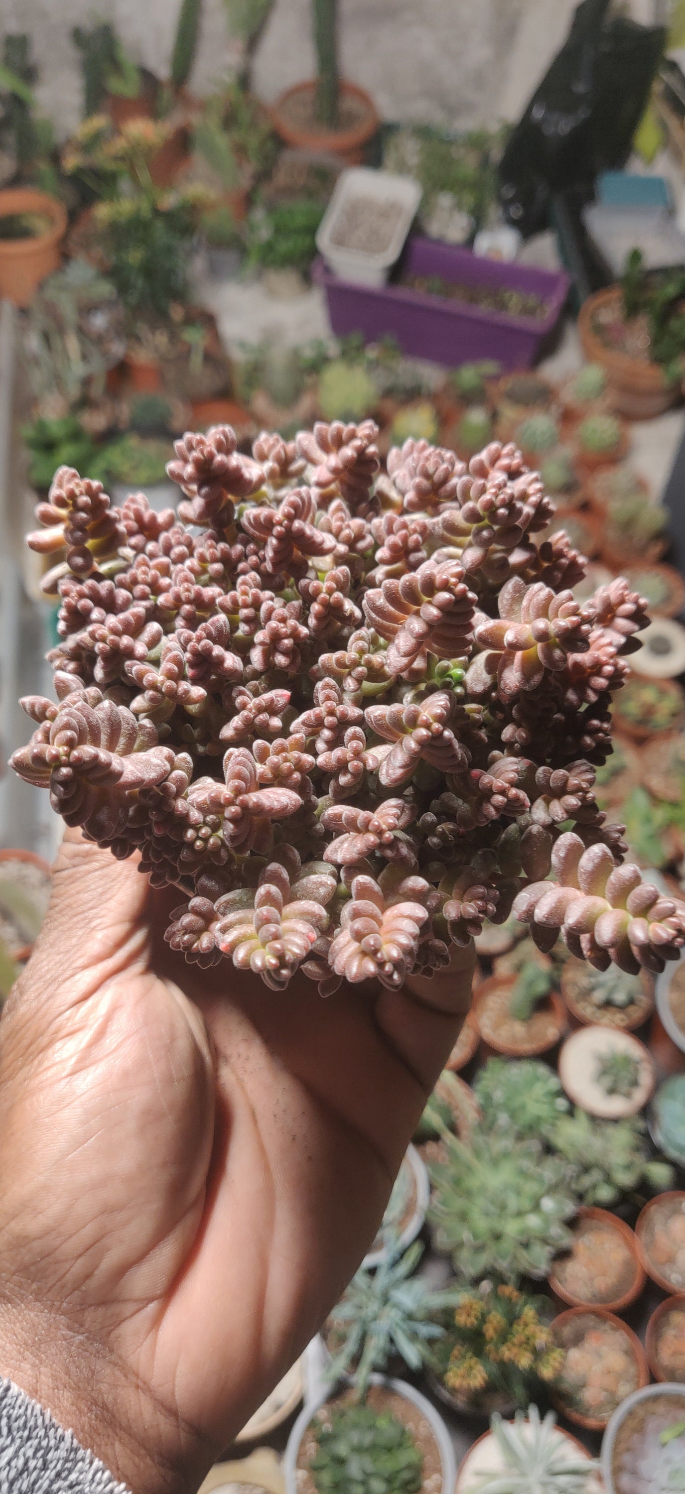 Sedum Stahlii