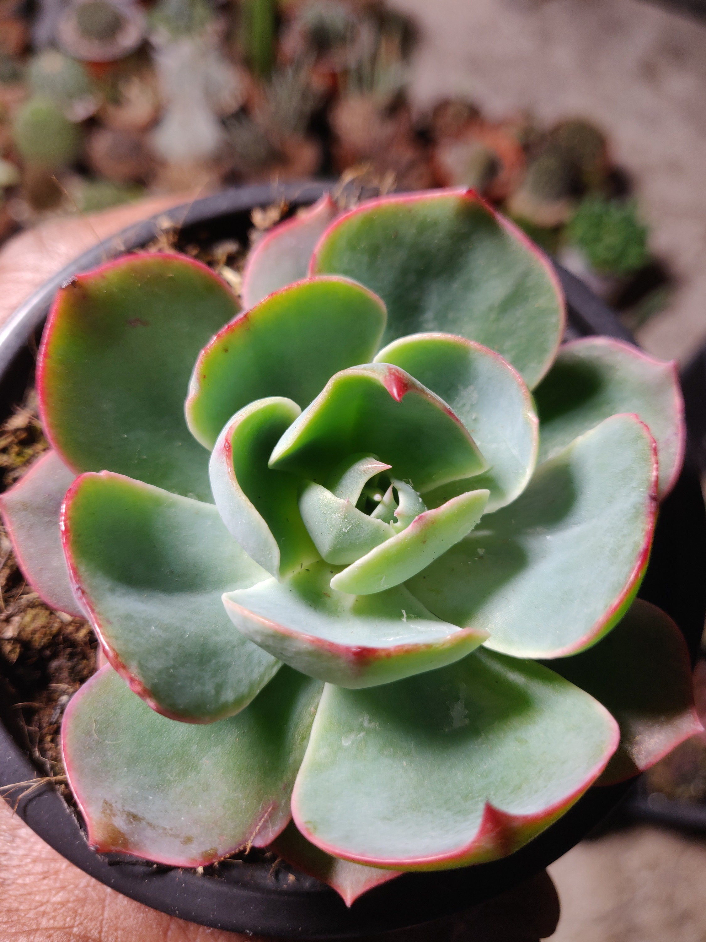 Echeveria Amistar